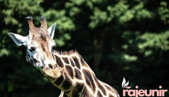 Banham Zoo - Banham