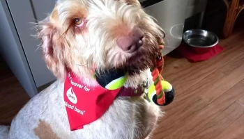 Stanley House Veterinary Group - Barnoldswick - Barnoldswick Bb18 5Nb