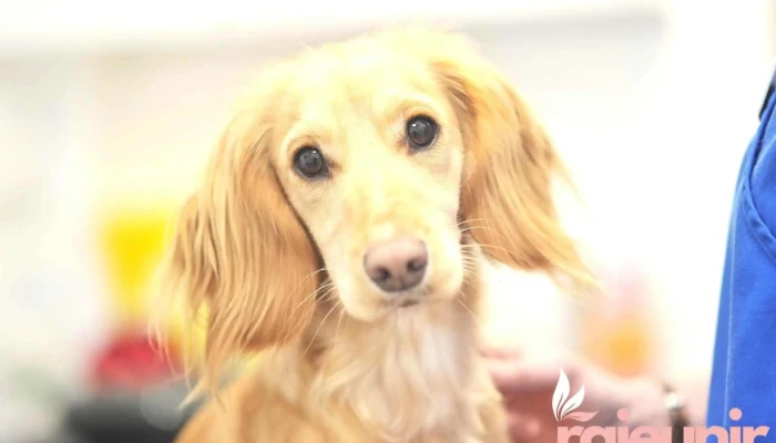 Aberlour Veterinary Centre -  All - Aberlour