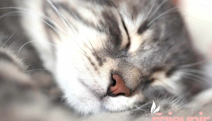 Aberlour Veterinary Centre -  Cat - Aberlour