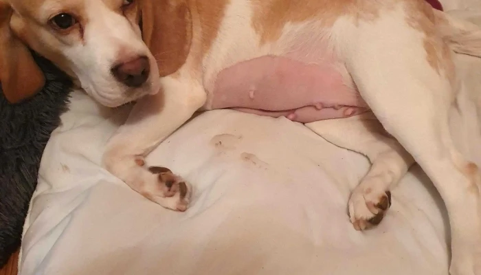 Aberlour Veterinary Centre -  Instagram - Aberlour