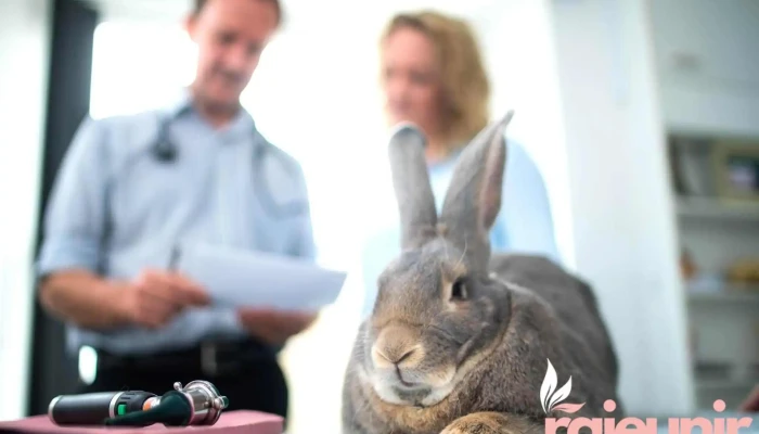 Aberlour Veterinary Centre -  Rabbit - Aberlour
