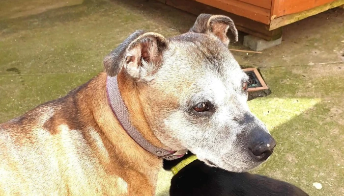 Aberlour Veterinary Centre -  Reviews - Aberlour