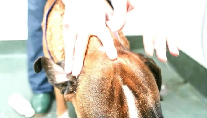 Conanvet Limited -  Dog - Dingwall