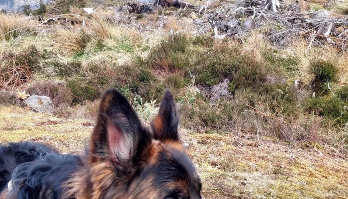 Conanvet Limited -  Veterinarian - Dingwall
